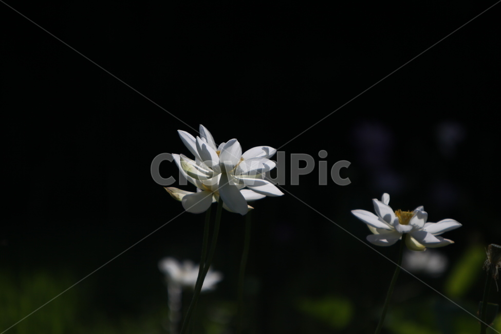 하동,진교,백련지,연꽃,꽃잎,꽃,자연,식물,자연,plants,nature,꽃,flower