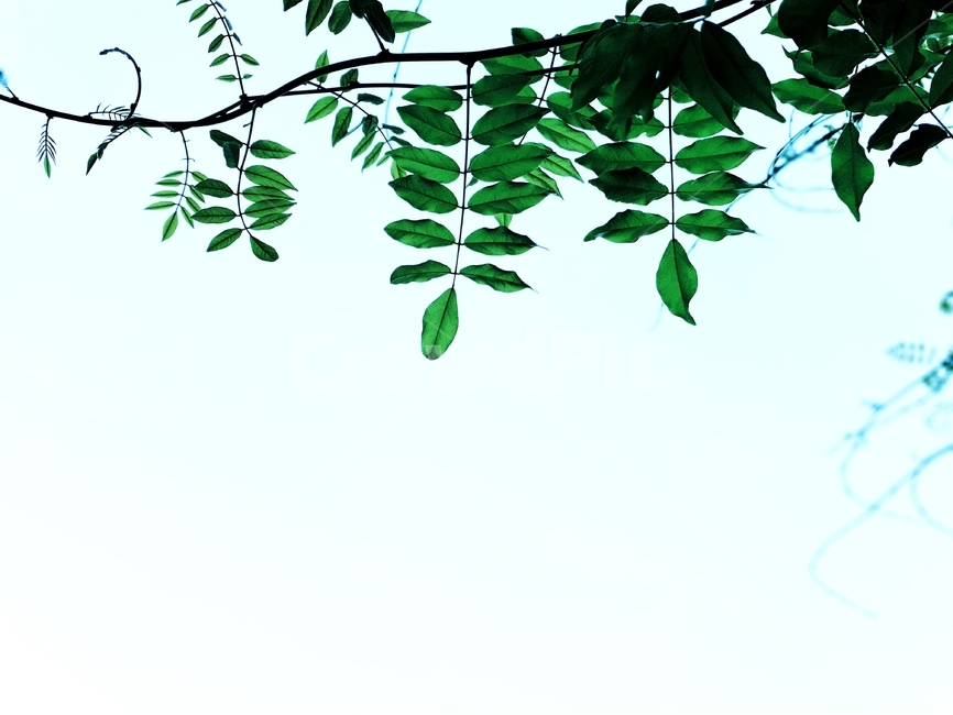 식물,자연,햇살,그린,green,배경이미지,background,배경,plants,nature,식물,자연,plants,nature