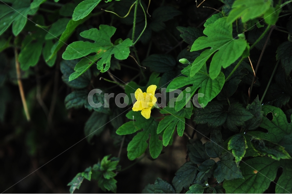 식물,여주,꽃,노란꽃,여주꽃,식물,자연,plants,nature,꽃,flower