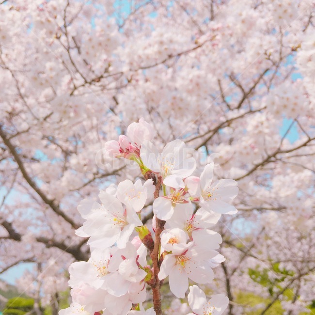 벚꽃,봄,꽃,감성,꽃잎