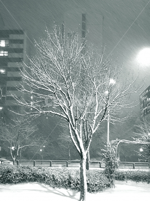 나무,눈,겨울나무,앙상한나무,겨울,겨울,계절,winter,season,식물,자연,plants,nature,나무,trees,wood,흑백,모노톤,monochrome,black and white