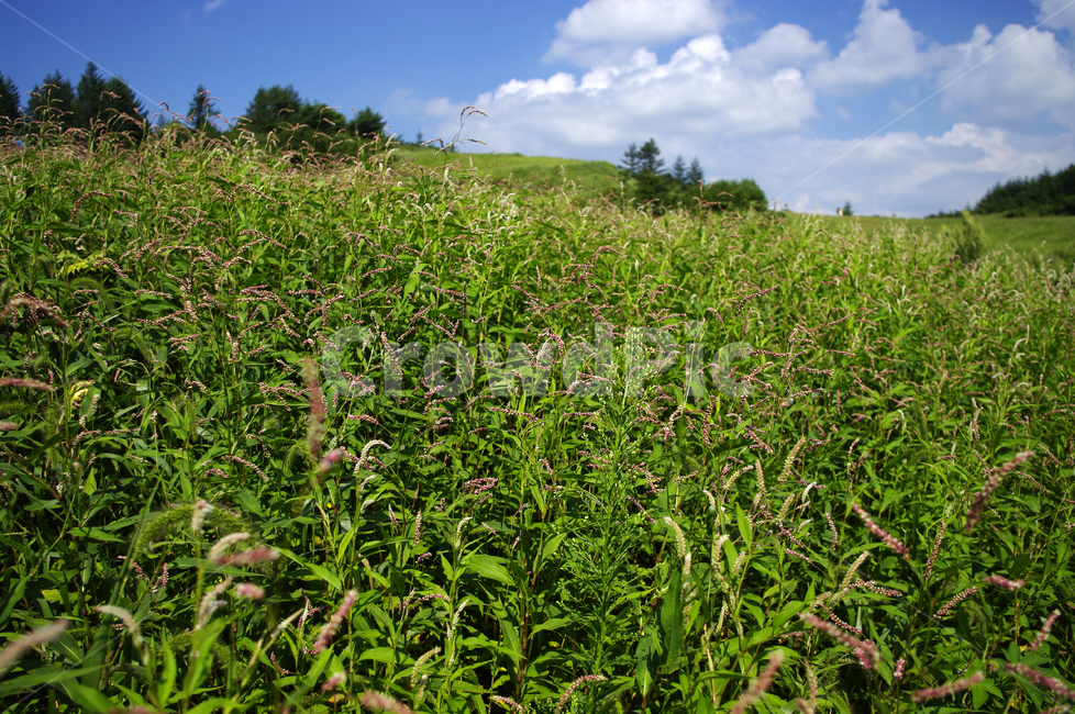 하늘,식물,초록,풍경,구름,꽃,nature,자연,들,목초지,자연,풍경,nature,landscape