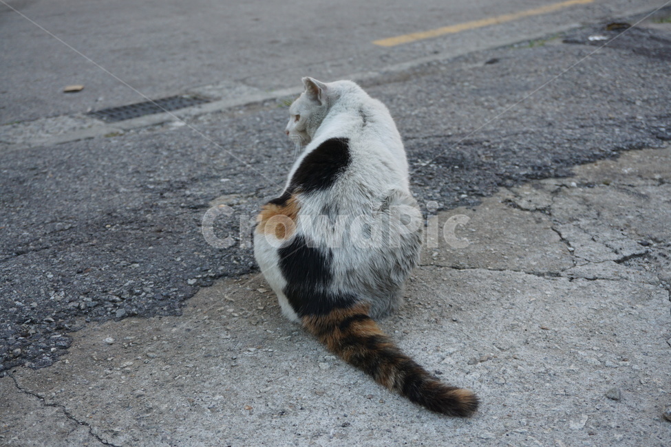 길고양이,고양이,길냥이,동물,삼색이,뒷골목,골목,도시,동물,animal,포유류,mammal,고양이,cat,kitten,kitty
