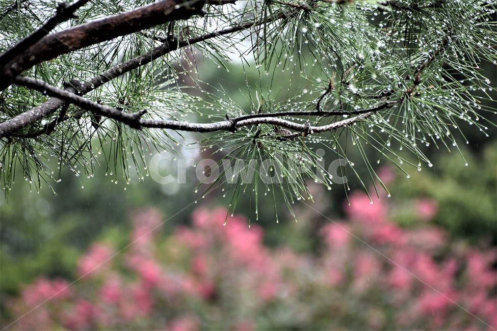 식물,자연,가을비,소나무,빗방울,식물,자연,plants,nature,비,비오는날,rain,rainy