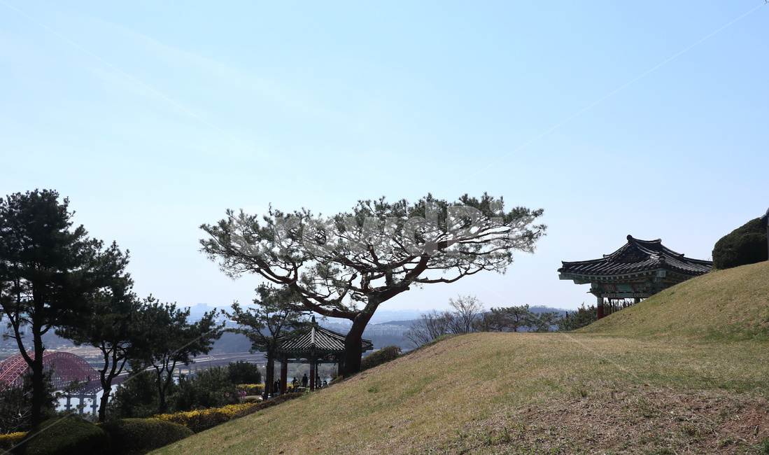 소나무,정자,솔나무,나무,운치