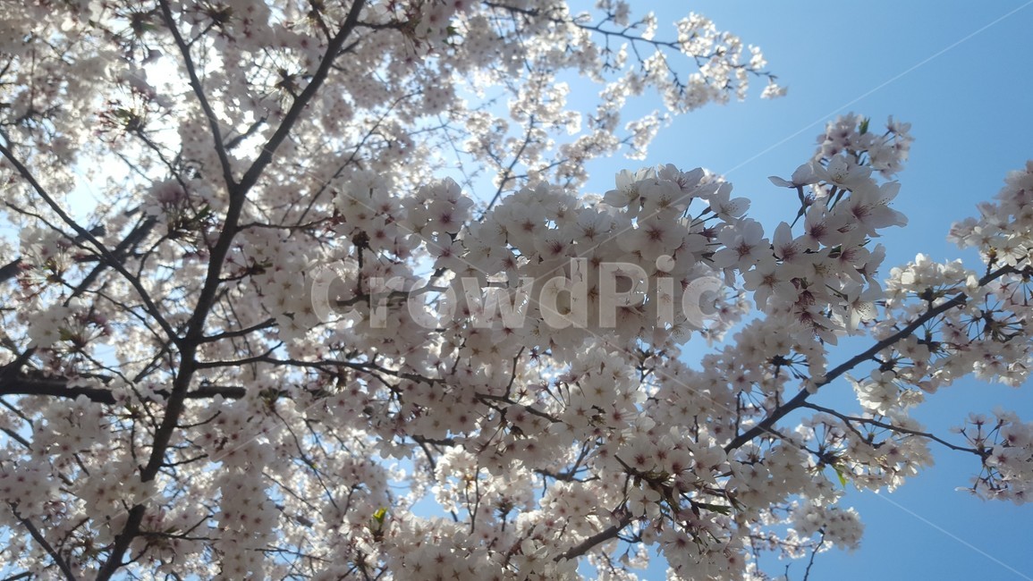 plant,식물,flower,꽃,벚꽃,하늘,첫사랑,봄,3월