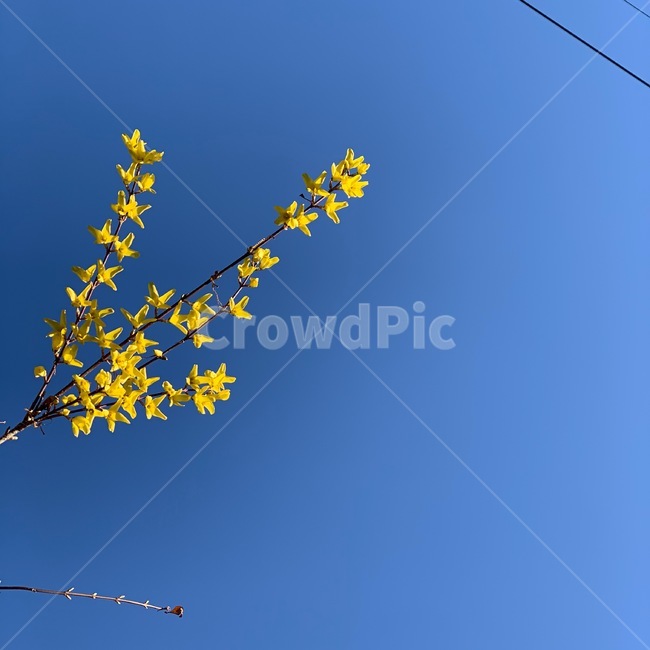 봄,개나리,노랑,파랑,하늘,봄,계절,spring,season,식물,자연,plants,nature,꽃,flower