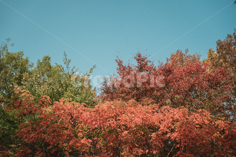 maple,단풍,tree,나무,식물,treetrunk,나무줄기,숲,forest,코스모스,가을,fall,autume,flower,blossom,꽃,petal,꽃잎,plant,가을,계절,fall,autumn,season