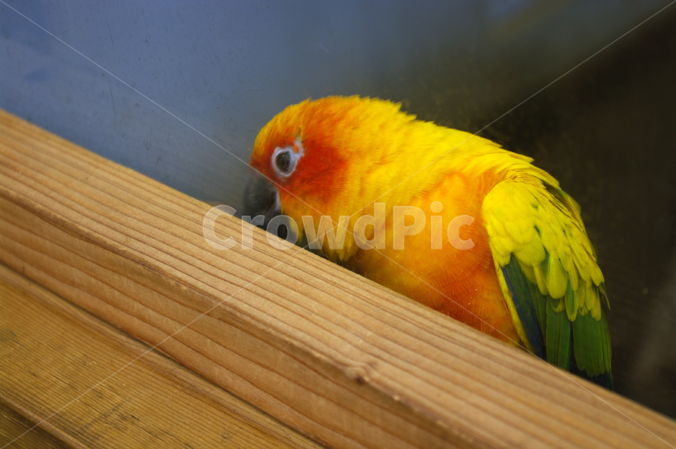 새,조류,앵무새,color,bird,동물,animal,조류,새,birds