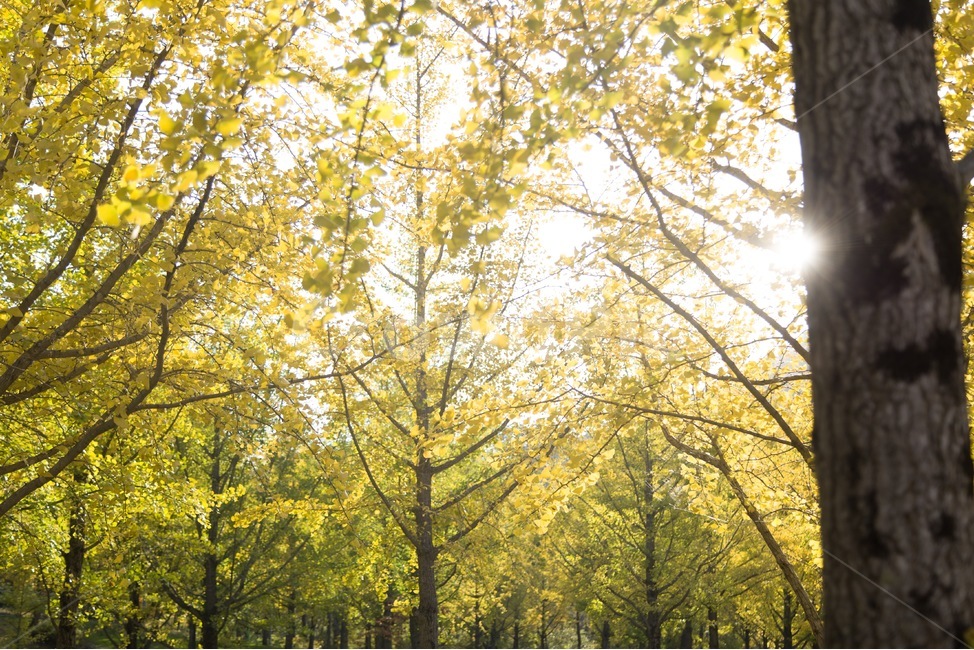 나무,식물,은행나무,홍천,빛,그림자,가을,계절,fall,autumn,season,자연,풍경,nature,landscape
