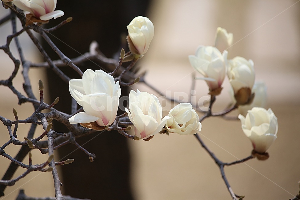 벚꽃,봄사진,꽃사진,봄,magnolia,봄,계절,spring,season,식물,자연,plants,nature,꽃,flower,plant