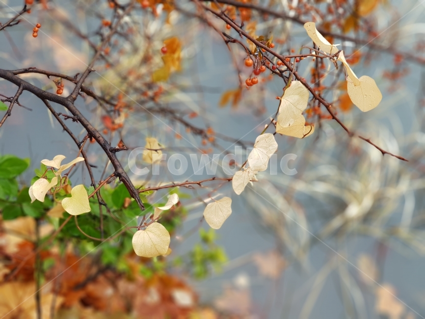 담쟁이,나뭇잎,열매,식물,겨울풍경,가을,계절,fall,autumn,season,식물,자연,plants,nature,leaf,잎,plant,tree,나무