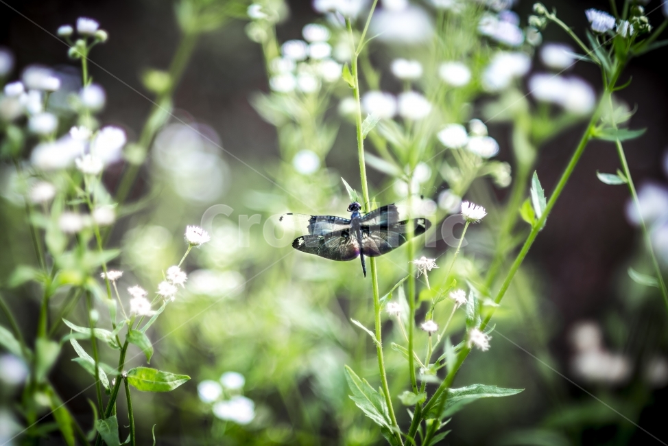 wallpaper,꽃,잠자리,보케,flower,dragonfly,bokeh,식물,자연,plants,nature,꽃,flower,동물,animal,곤충,벌레,insect,bug