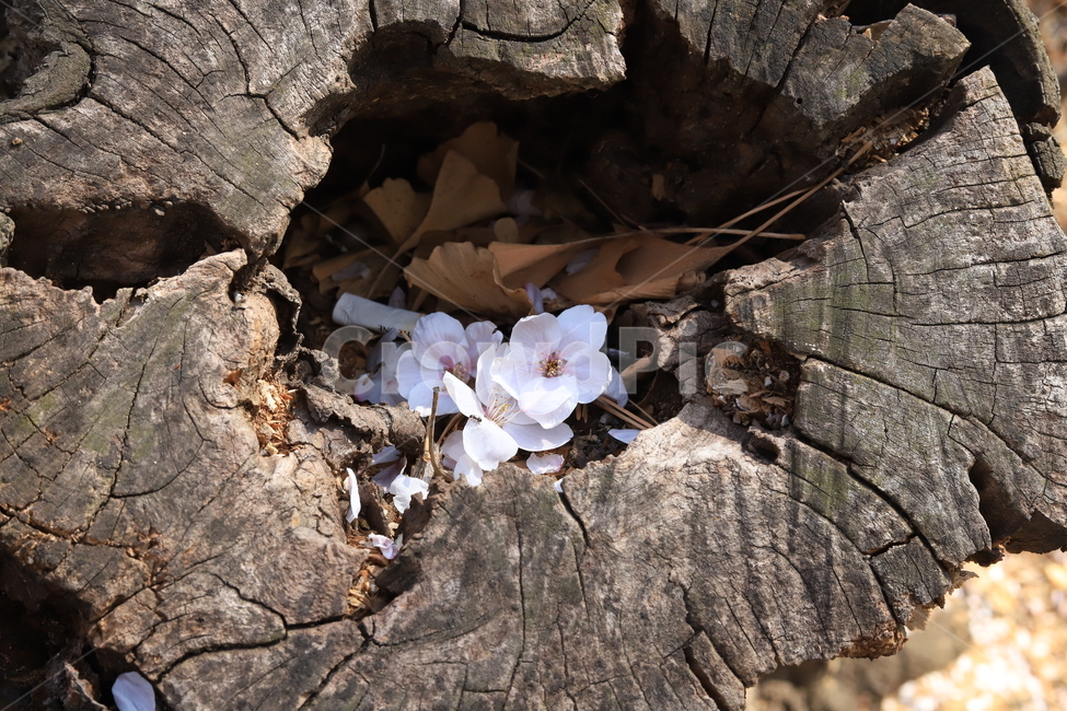 나무,벚꽃,개미,꽃,봄,봄,계절,spring,season,plant,식물