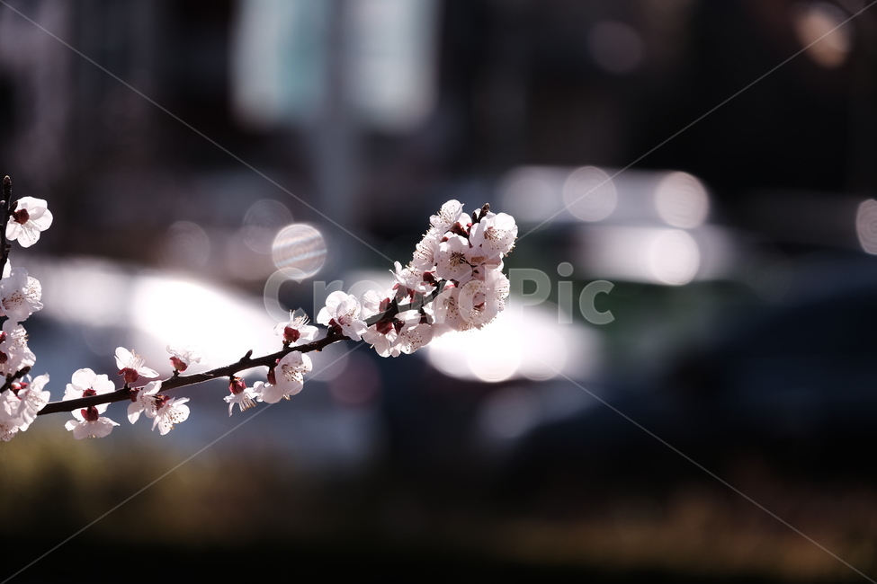벚꽃,봄꽃,cherryblossom,flower,spring,봄하늘,하늘,봄,계절,spring,season,식물,자연,plants,nature,꽃,flower,plant,blossom