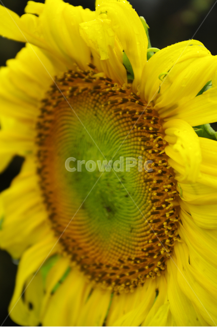 해바라기,꽃,식물,flower,plant,식물,자연,plants,nature,꽃,flower
