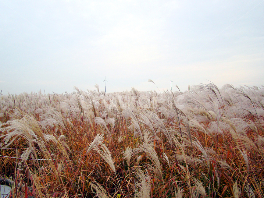 자연풍경,가을,억새,갈대,억새풀,하늘공원,가을,계절,fall,autumn,season,자연,풍경,nature,landscape,식물,plants,grass,잔디,plant,lawn,reed