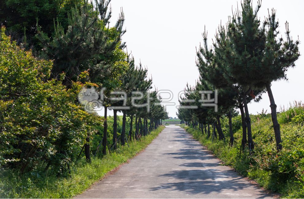 tree,quiet,summer,country road,sky,green,leaf,brown,tree trunk,tree,plant,nature,outdoor,warm,sunlight,shadow