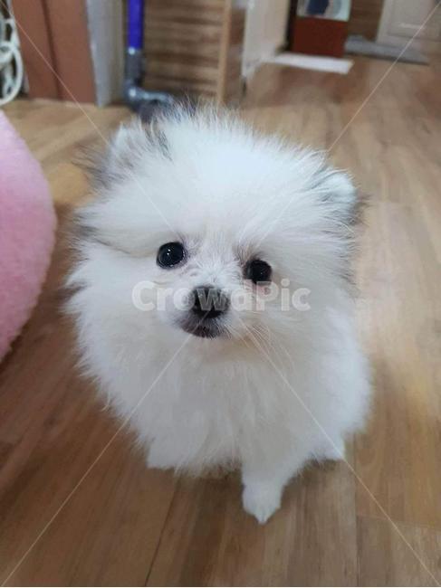 반려동물,반려견,강아지,귀여움,가족,동물,animal,포유류,mammal,개,강아지,dog,doggy