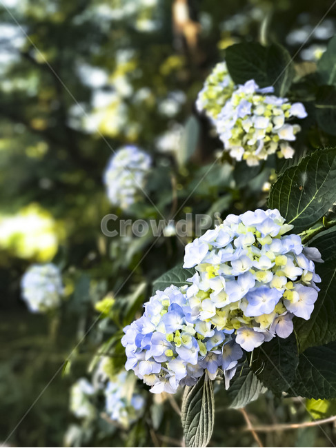 수국,꽃,flower,plant,수국꽃,식물,자연,plants,nature,꽃,flower