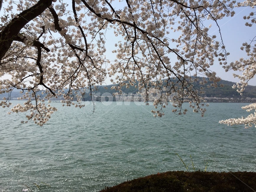 벚꽃,봄,체리블라썸,cherryblossom,spring,꽃,flower,plant,식물
