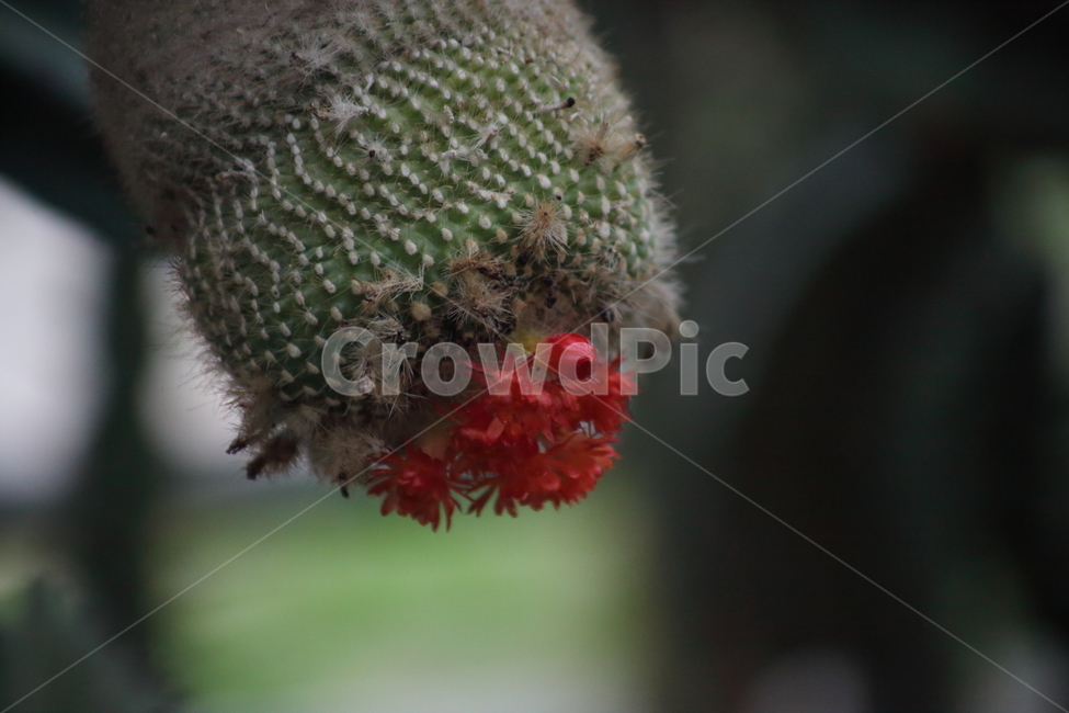 성성환선인장,선인장,꽃,가시,cactus