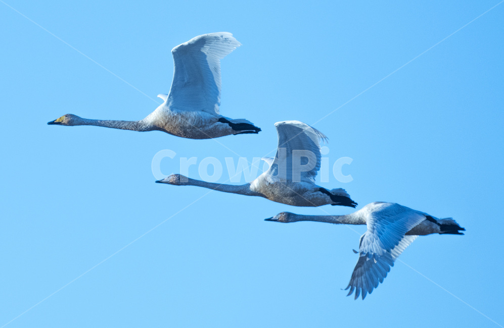 고니,조류,새,철새,동물,동물,animal,조류,새,birds