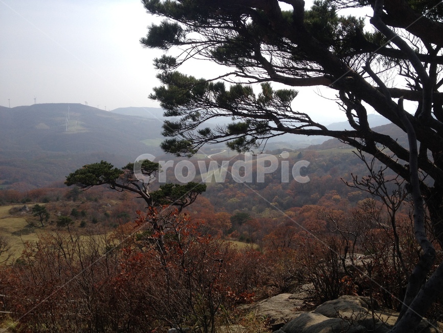 자연,풍경,가을풍경,나무,경치