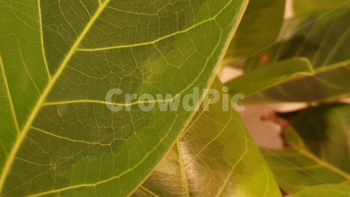 나뭇잎,나무,접사,tree,봄