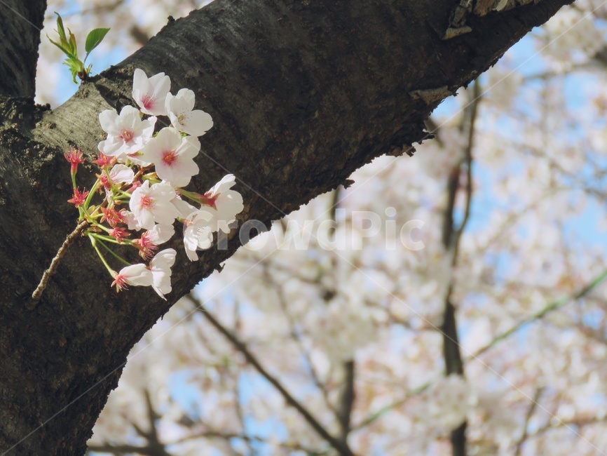 벚꽃,꽃,봄,flower,풍경,자연,plant,식물,나무,아름다움,예쁜,cherryblossom,blossom