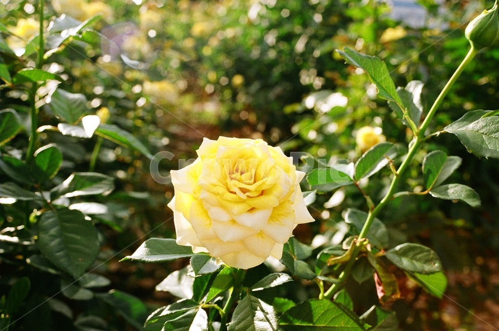 plant,식물,flower,장미,rose,꽃,꽃밭,햇빛,따사로움,따뜻함,자연광,필름,필름사진,감성,감성사진,film,light,warm,nature,색감,sensitivity,yellow,노란색,한송이,가을,봄,계절,spring,season,식물,자연,plants,nature,꽃,flower