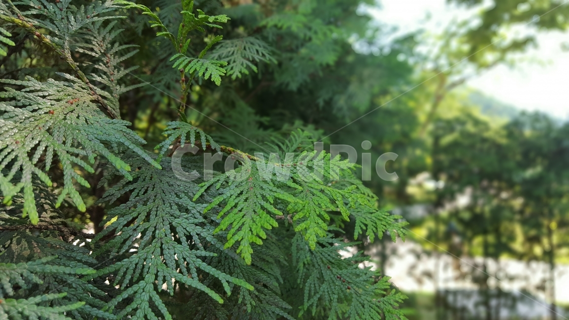 캠핑,숲,편백나무,힐링,자연,식물,자연,plants,nature