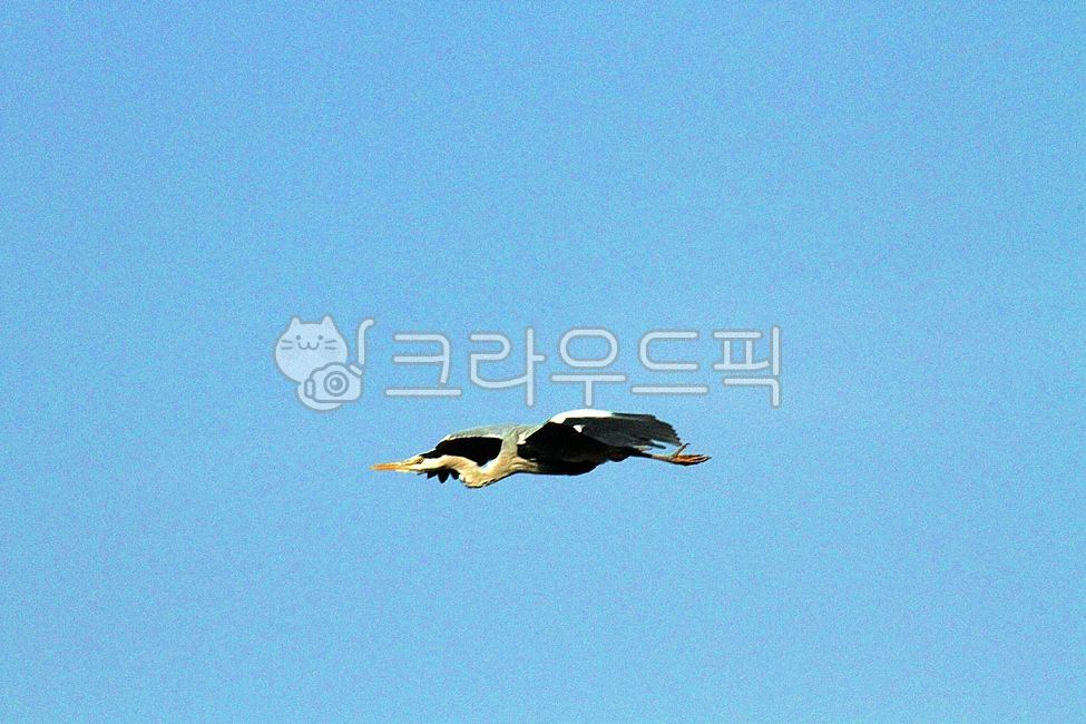 새, 학, 두루미, 백로, 동물, 사진,이미지,일러스트,캘리그라피 - Nbocrates68작가