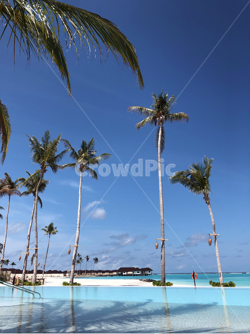 몰디브,maldives,휴양지,섬,island,수영장,pool,하늘,나무,tree,sky,구름,cloud,자연,nature,outdoors,옥외,여행,휴가,traveling,vacation,trip,신혼여행,허니문,honeymoon,숲,forest,frame,shadow,그림자,해변,식물,treetrunk,plant,sand,sandbeach,beach,coast,sea,ocean,바다,바닷가,green,blue,에메랄드,tropical,트로피칼,summer,여름,여유,rest,트로피컬