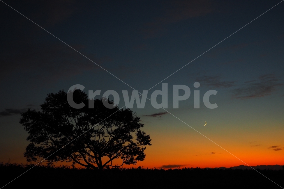 일몰,나무,달,저녁,일본,훗카이도,홋카이도,자연,풍경,nature,landscape,야경,밤,nightscape,night,실루엣,그림자,silhouette,shadow,색깔,색상,색채,색감,color sense,color sensitivity,feeling of color,outdoors,옥외