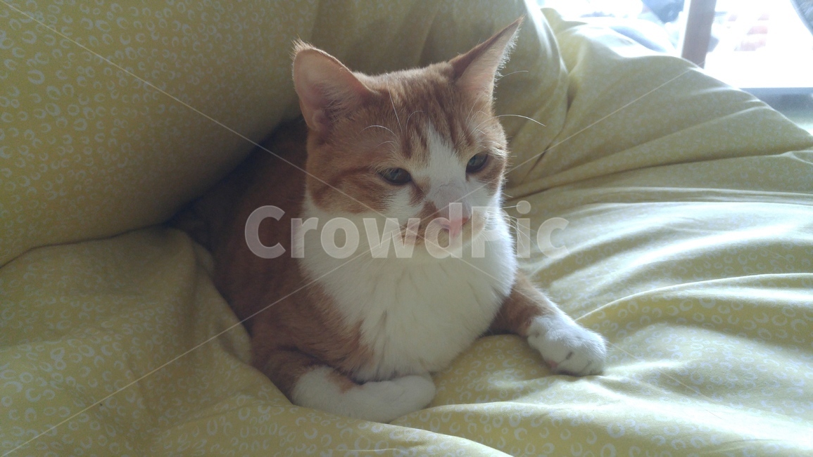 고양이,cat,정면,측면,이불,반려동물,애완동물,동물