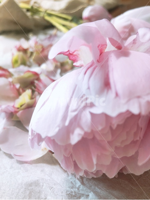 작약,피오니,peony,꽃,핑크작약