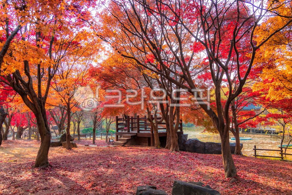 단풍,가을풍경,풍경,가을,나무,landscape,fall,autumn