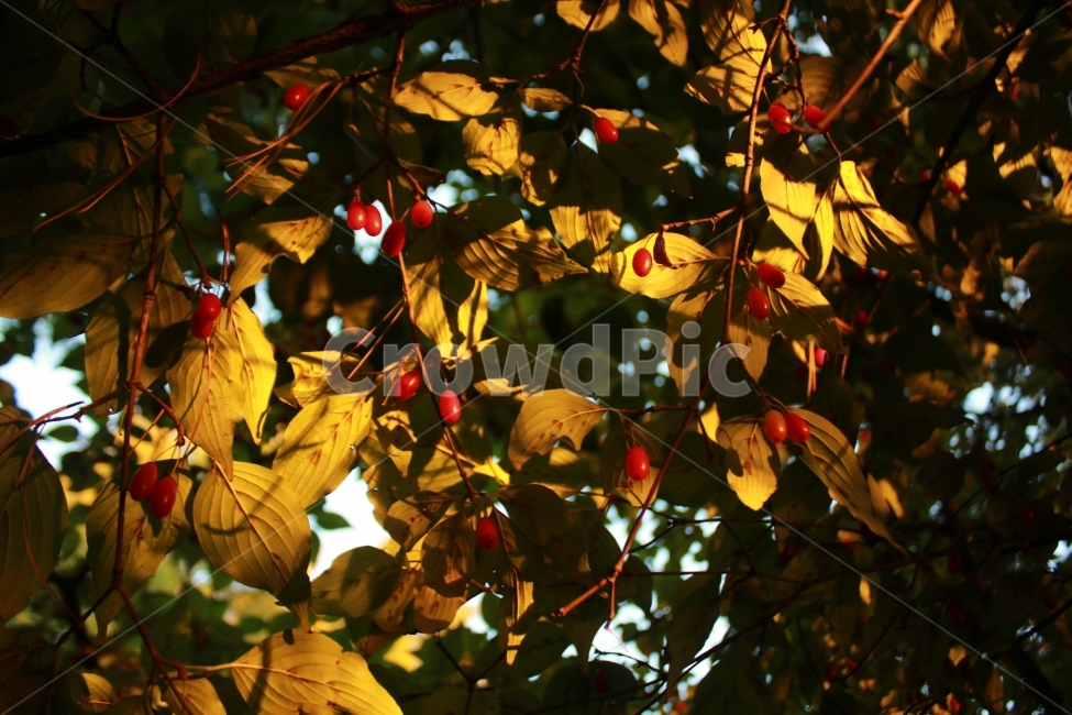 역광,나무,잎,나뭇입,감성,가을,열정,사랑,그림,식물,자연,plants,nature,과일,열매,fruit,감성,sensible,feeling
