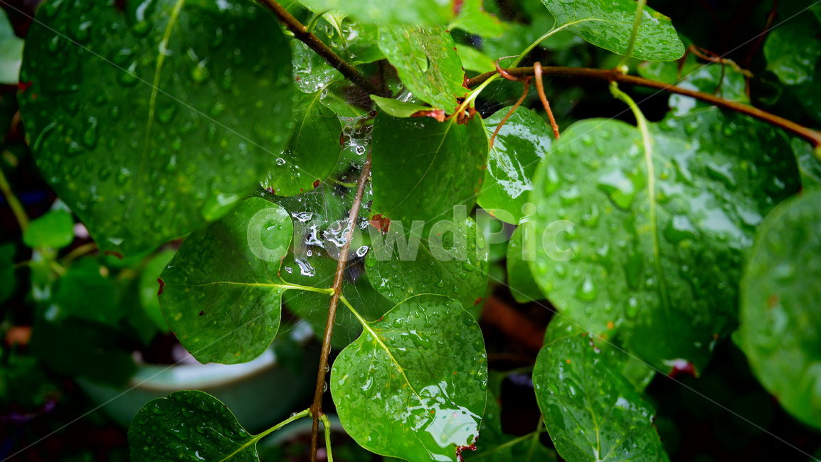 초록색,잎파리,거미줄,물방울,비,비침,식물,자연,plants,nature