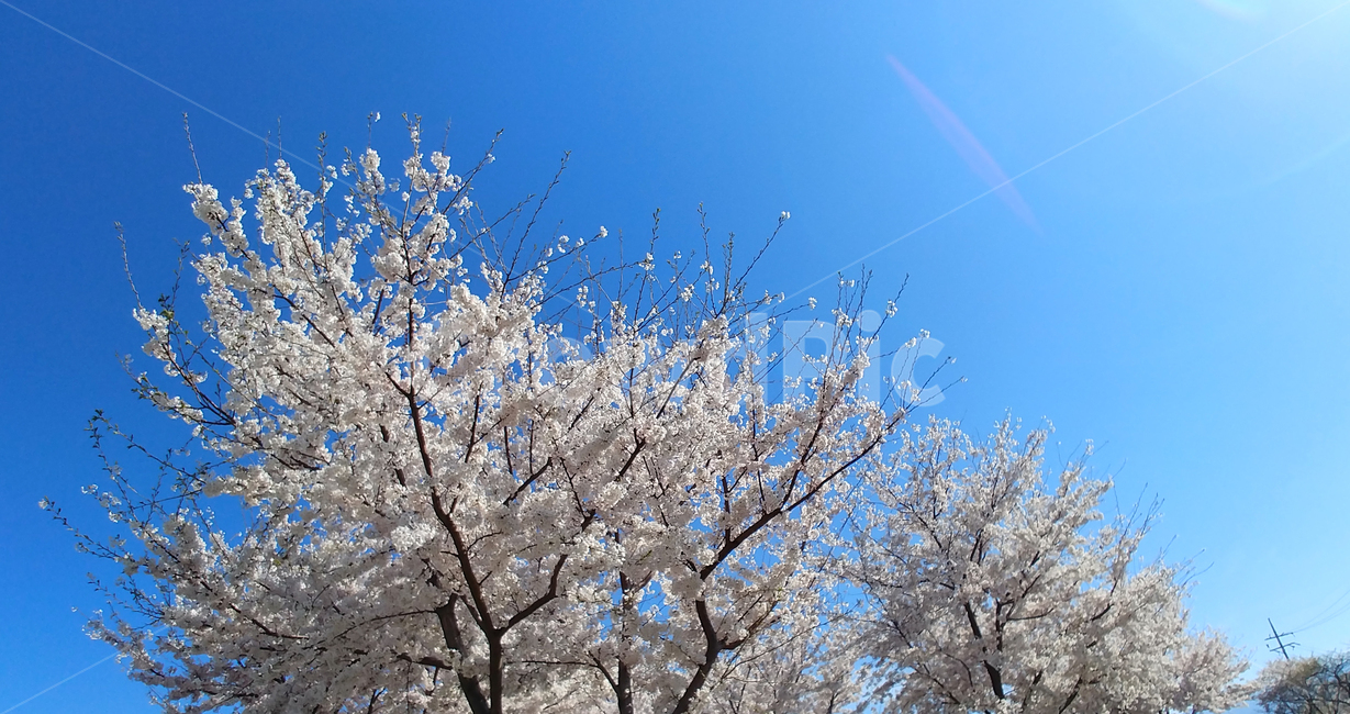 벚꽃,봄,봄꽃,꽃,꽃나무,벚꽃나무,봄,계절,spring,season,plant,식물,flower,blossom