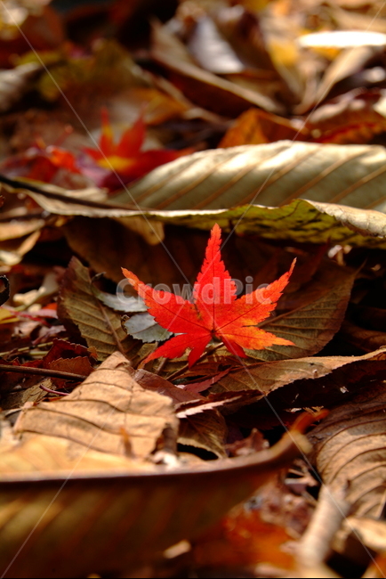 가을,낙엽,단풍,붉은단풍,메이플,autumnleaves,가을,계절,fall,autumn,season,leaf,잎,plant,식물,tree,나무