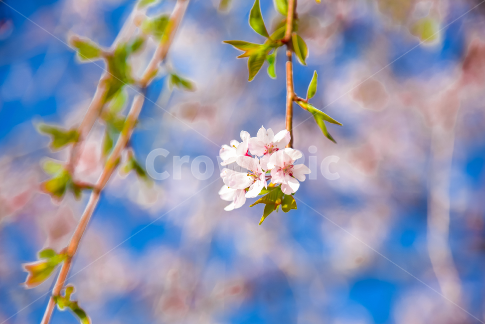 벚꽃,봄,봄꽃,꽃,식물,자연,핑크,핑크색꽃,계절,시즌,spring,春,スプリング,桜,벚나무,봄,계절,spring,season,식물,자연,plants,nature,꽃,flower,plant