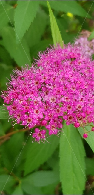 꽃,자연,식물,풀,들풀,들꽃,야생화,plants,nature,flower,배경,분홍,봄,여름,감성,진분홍,접사