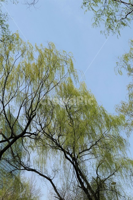 자연,샛강,봄,나무,풀,꽃,초록,숲,식물,자연,plants,nature