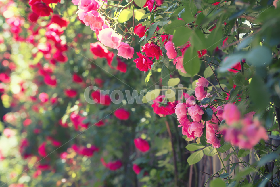 자연,봄,꽃,감성,장미,식물,자연,plants,nature,꽃,flower,감성,sensible,feeling,휴식,힐링,rest,relaxation,healing