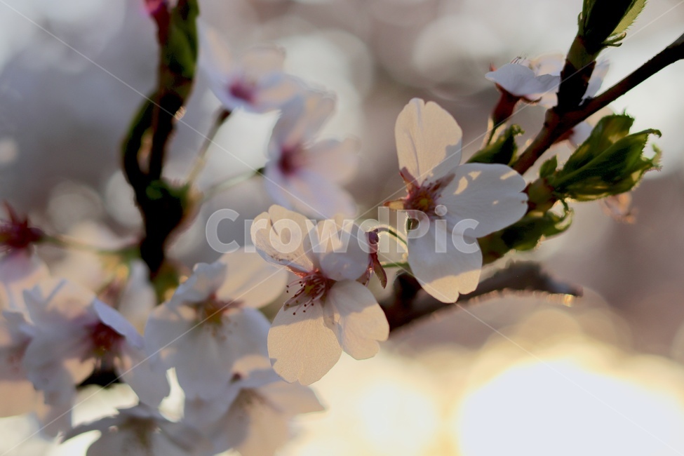 plant,식물,blossom,꽃,flower,벚꽃,cherryblossom,봄,계절,spring,season,꽃,flower