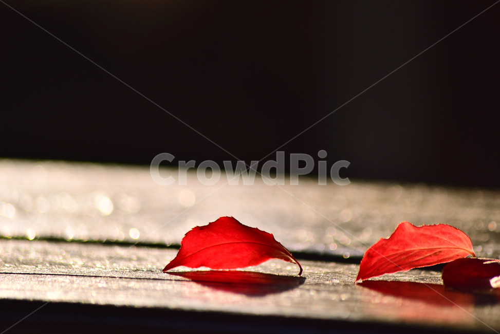 flare,backlight,red,autumn lyricism,leaves,fall,autumn mood,season,wood,bokeh of light,sensible,autumn background,emotional,tree,feeling,leaf,Contrast,Emotional photo,Red,outdoor,Autumn feeling,sunlight,Autumn sensibility,outdoors,background,plant,bokeh,a