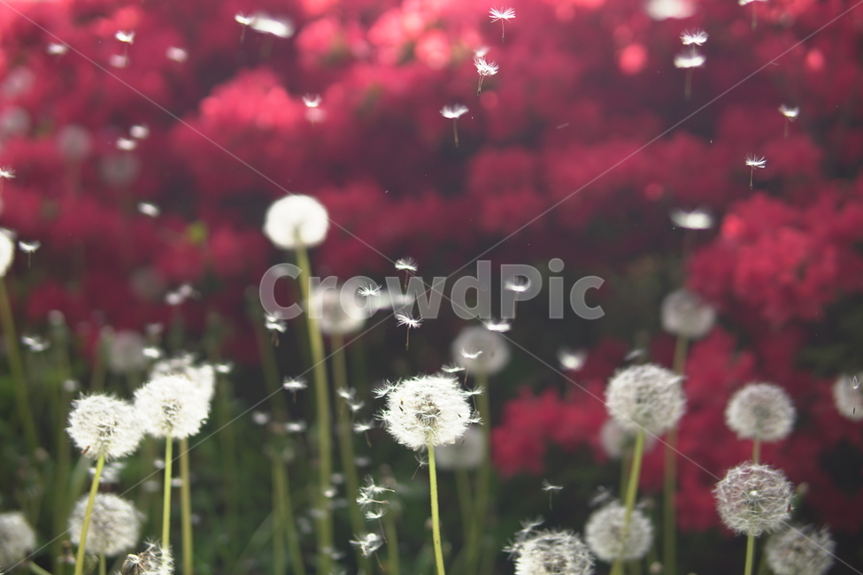 자연,민들레,민들레씨,빨강,red,봄,꽃