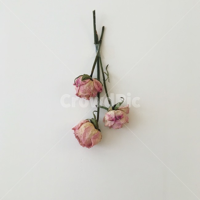 드라이플라워,장미,자나장미,핑크,꽃,꽃,flower